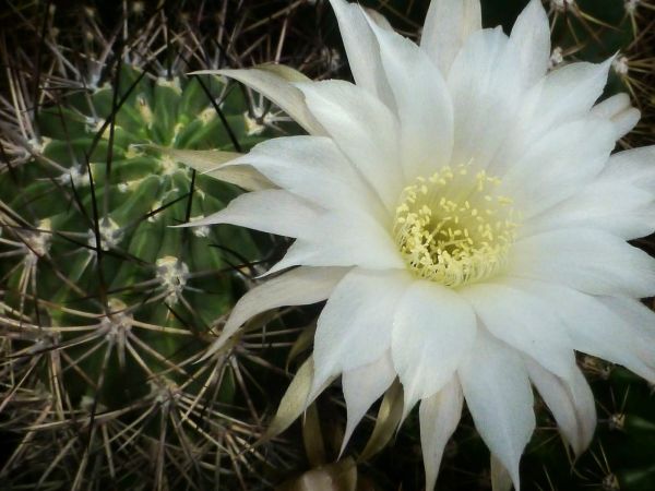 Lobivia ferox v. longispina P71